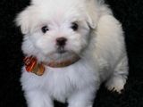 bichon frize albi 600 ron
