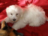 Bichon Havanese