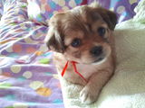 Bichon Havanez