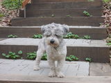 bichon havanez