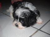 Bichon Havanez