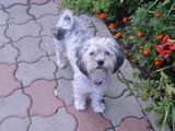 bichon havanez