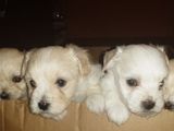 Bichon Havanez