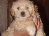 Bichon Havanez