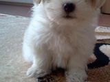 Bichon Havanez (7 saptamani)
