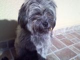 Bichon Havanez PIERDUT in parcare la CARREFOUR