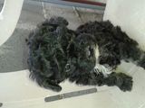 bichon havanez pitic