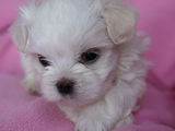 bichon maltese