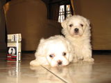 bichon maltese 2 luni