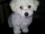 Bichon maltese 3 luni alb