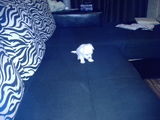 bichon maltese