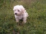 Bichon Maltese