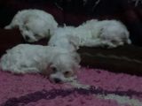 Bichon Maltese