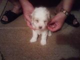BICHON Maltese fete si baieti