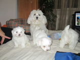 Bichon Maltese pui
