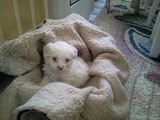 Bichon Maltese toy