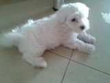 bichon maltez