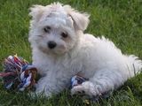 Bichon Maltez