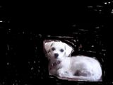 bichon maltez