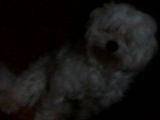 Bichon maltez , 2 ani , masculin