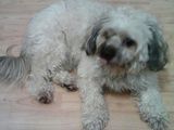 Bichon Maltez