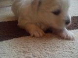 Bichon maltez
