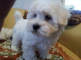Bichon Maltez