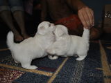 Bichon Maltez