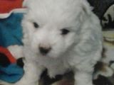 Bichon maltez