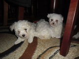 Bichon Maltez