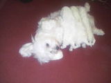 Bichon maltez
