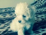 bichon maltez