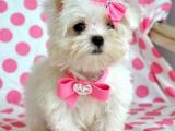 bichon maltez albi 600 ron