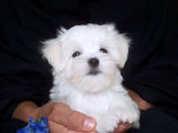 bichon maltez albi 600 ron