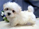 bichon maltez albi 600 ron