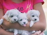 bichon maltez albi 600 ron