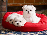bichon maltez albi 600 ron