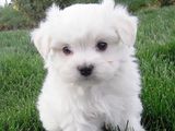 bichon maltez albi 600 ron