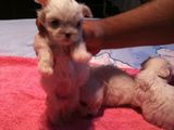 bichon maltez albi 600 ron