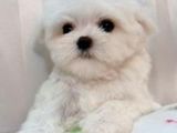 bichon maltez albi minii toy