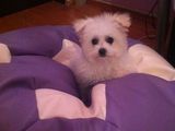 Bichon maltez fetita