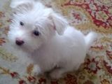 bichon maltez foarte dragut