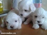 bichon maltez/maltese