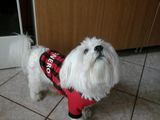 Bichon maltez pentru imperechere...