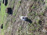 BICHON MALTEZ PENTRU MONTA