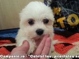 Bichon Maltez pui alb imaculat rasa pura