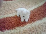 Bichon Maltez talie mica