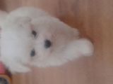 Bichon Maltez toy