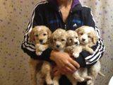 Bichon maltezi