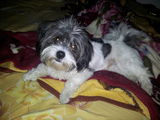 Bichon pierdut